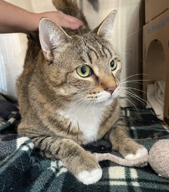 Daisy the cat is looking for a lovely home in the Vancouver area