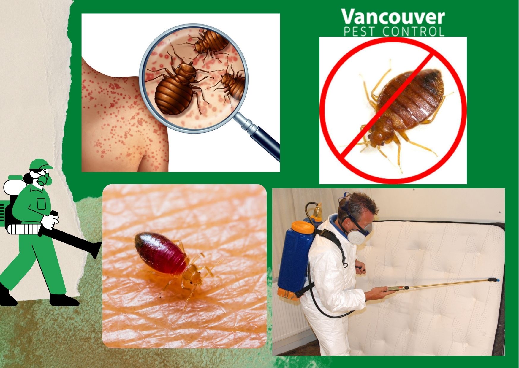 3 Reasons Why You Shouldn’t Try DIY Approaches for Bed Bug Control
