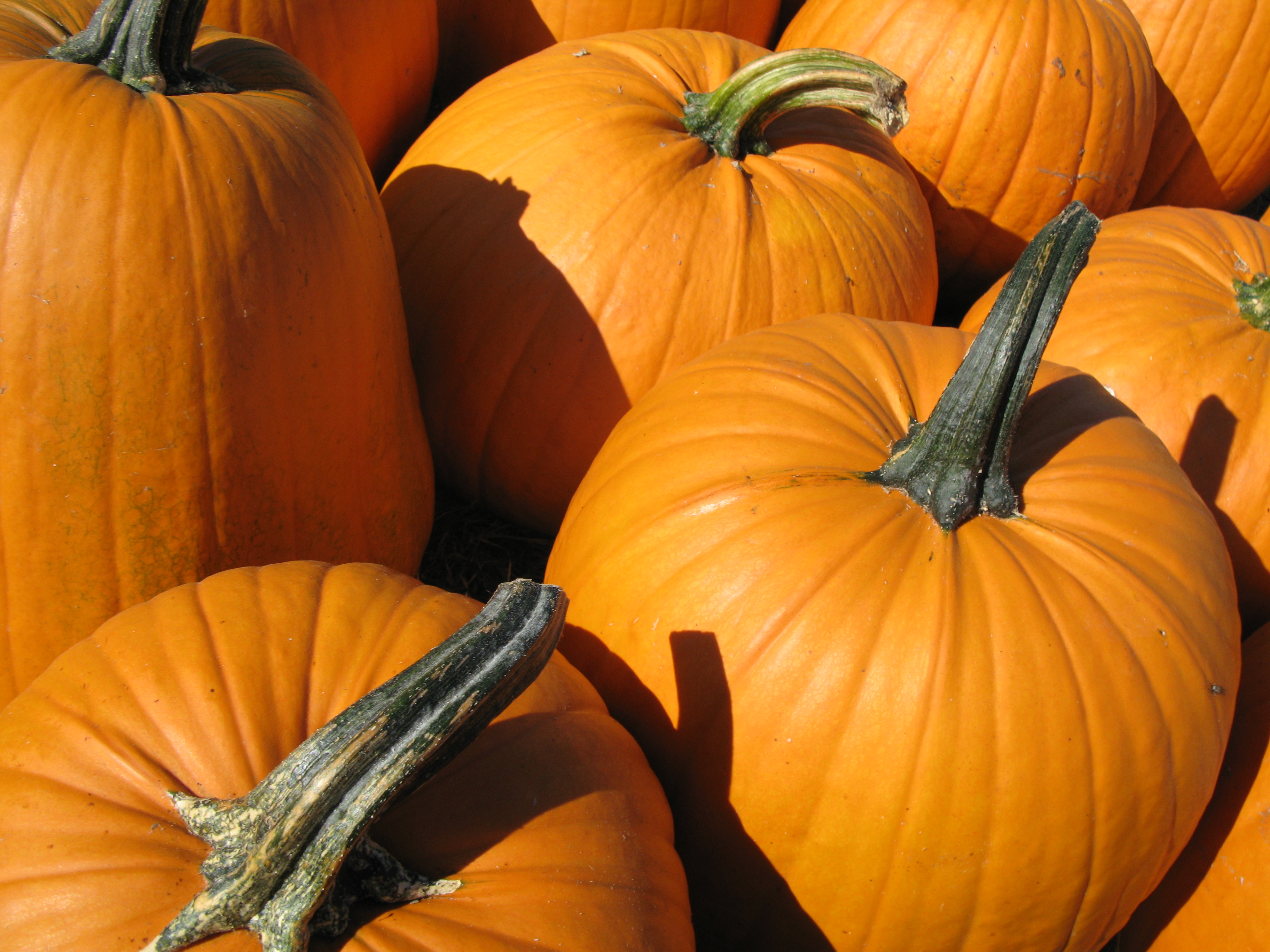 Best Prices on Pumpkins in Vancouver