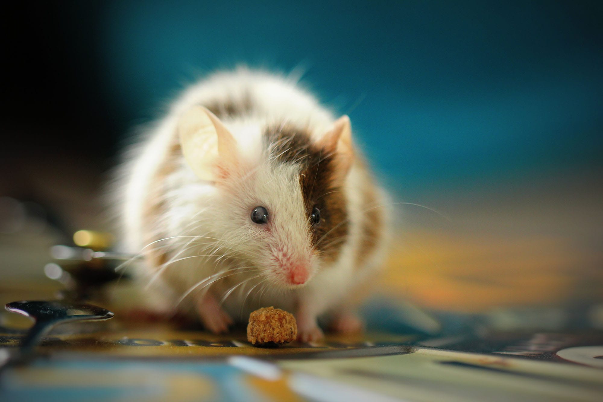 Best Ways to Get Rid of Mice When You Have Pets Van Den Berge Pest