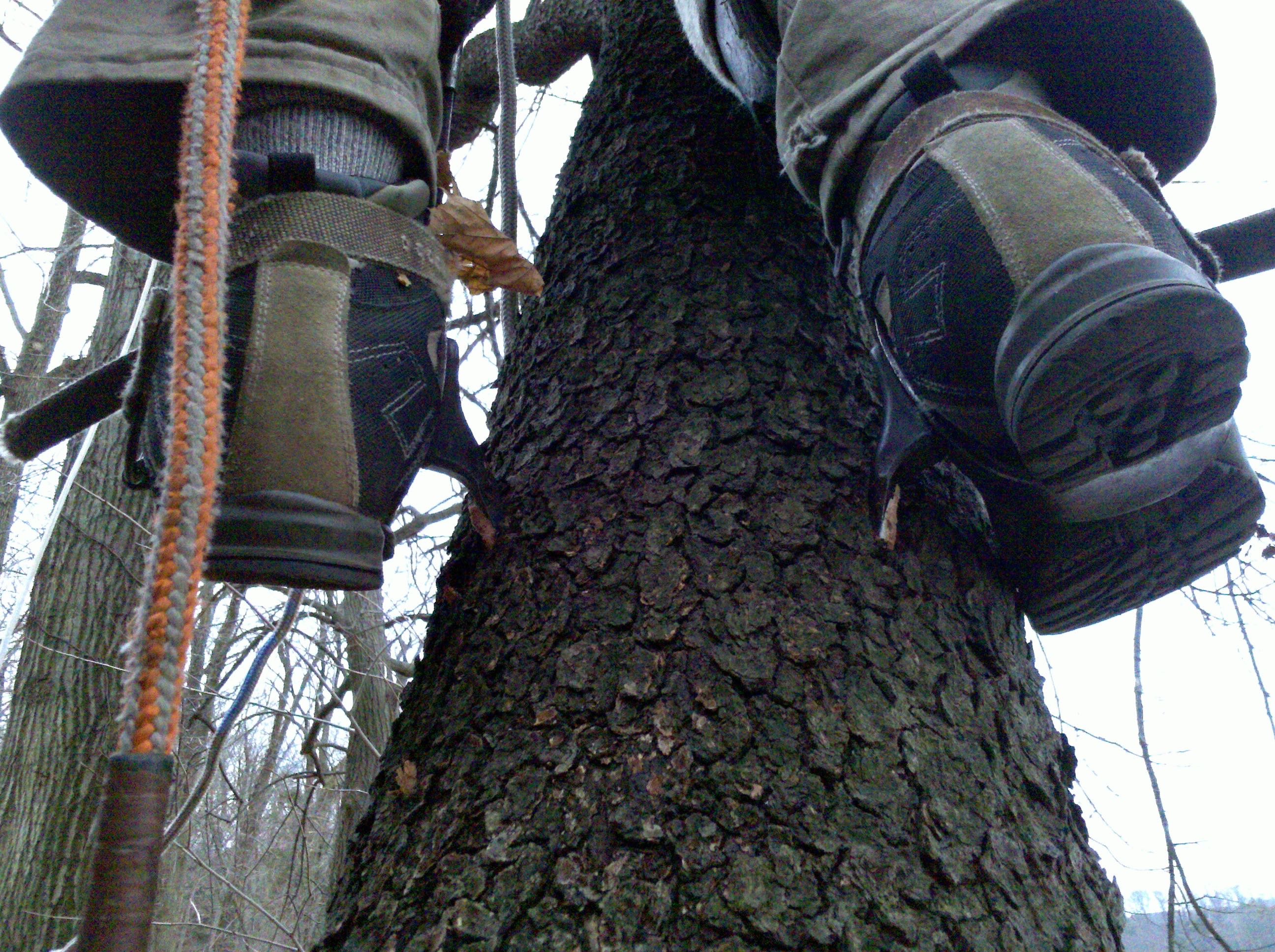 Frequently Asked Questions Vanderbeck Tree Experts