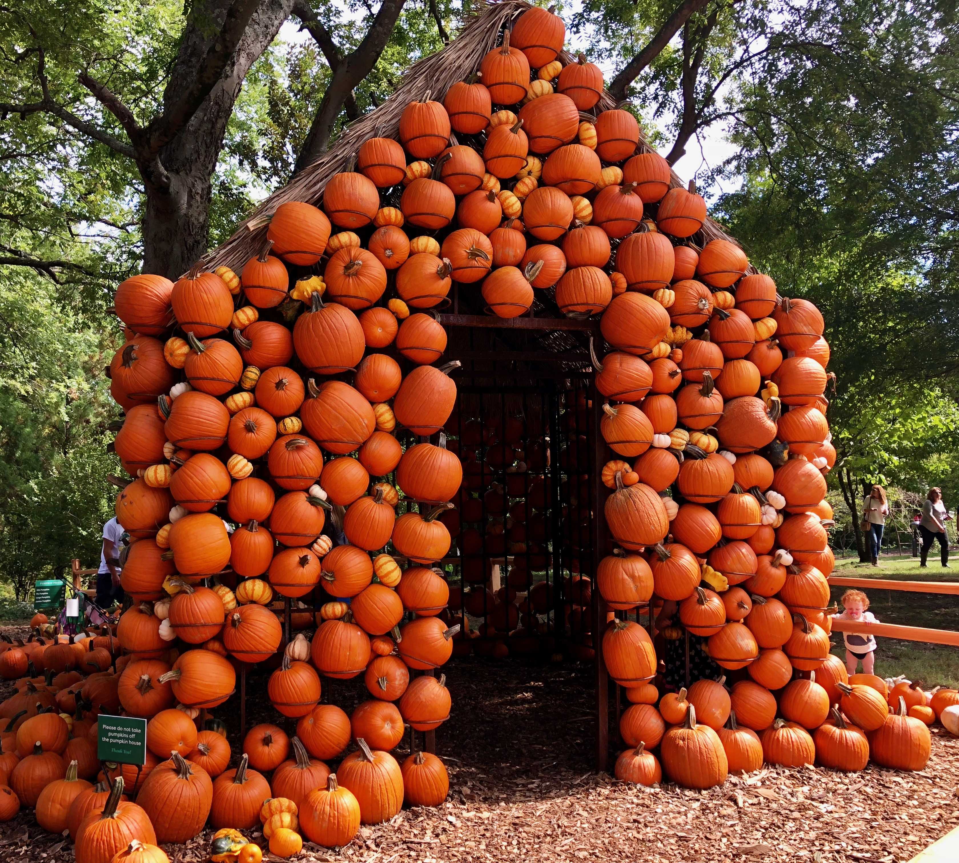 Harvest season begins at Cheekwood with yet another Pumpkin House The