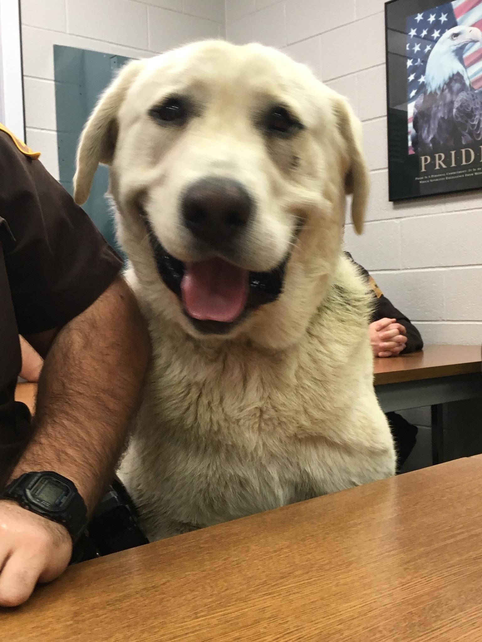 New Microchip Reader Helps Reunite Missing Dog from Illinois with Owner