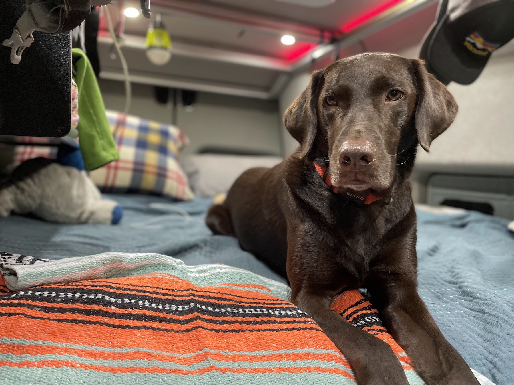 Vanlife With A Dog Can Be Simple