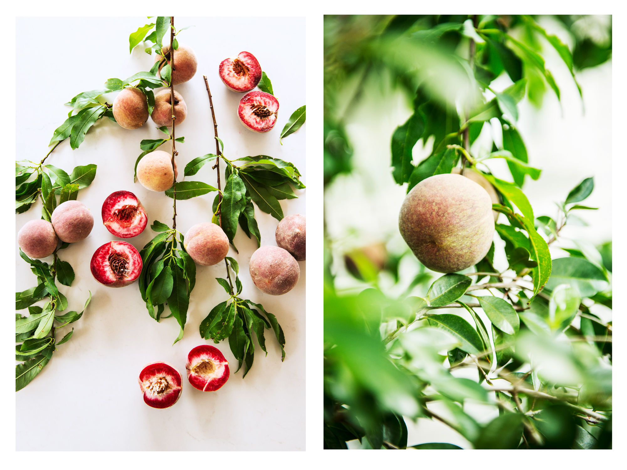 Blackboy Peach Vanessa Lewis