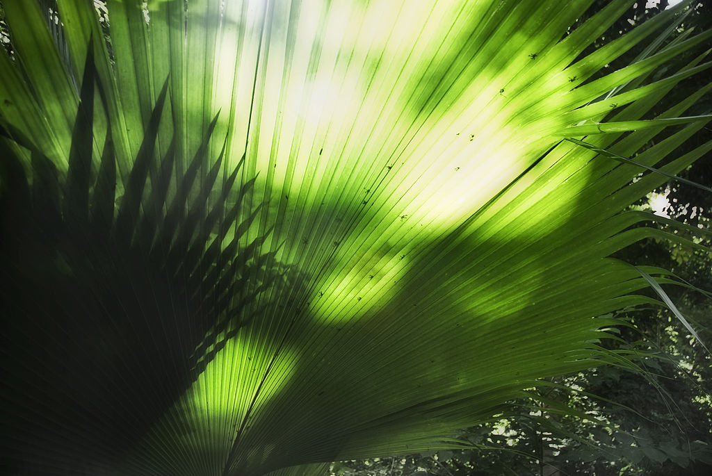 What Do Plants Use Green Light For? Vanessa Nielsen