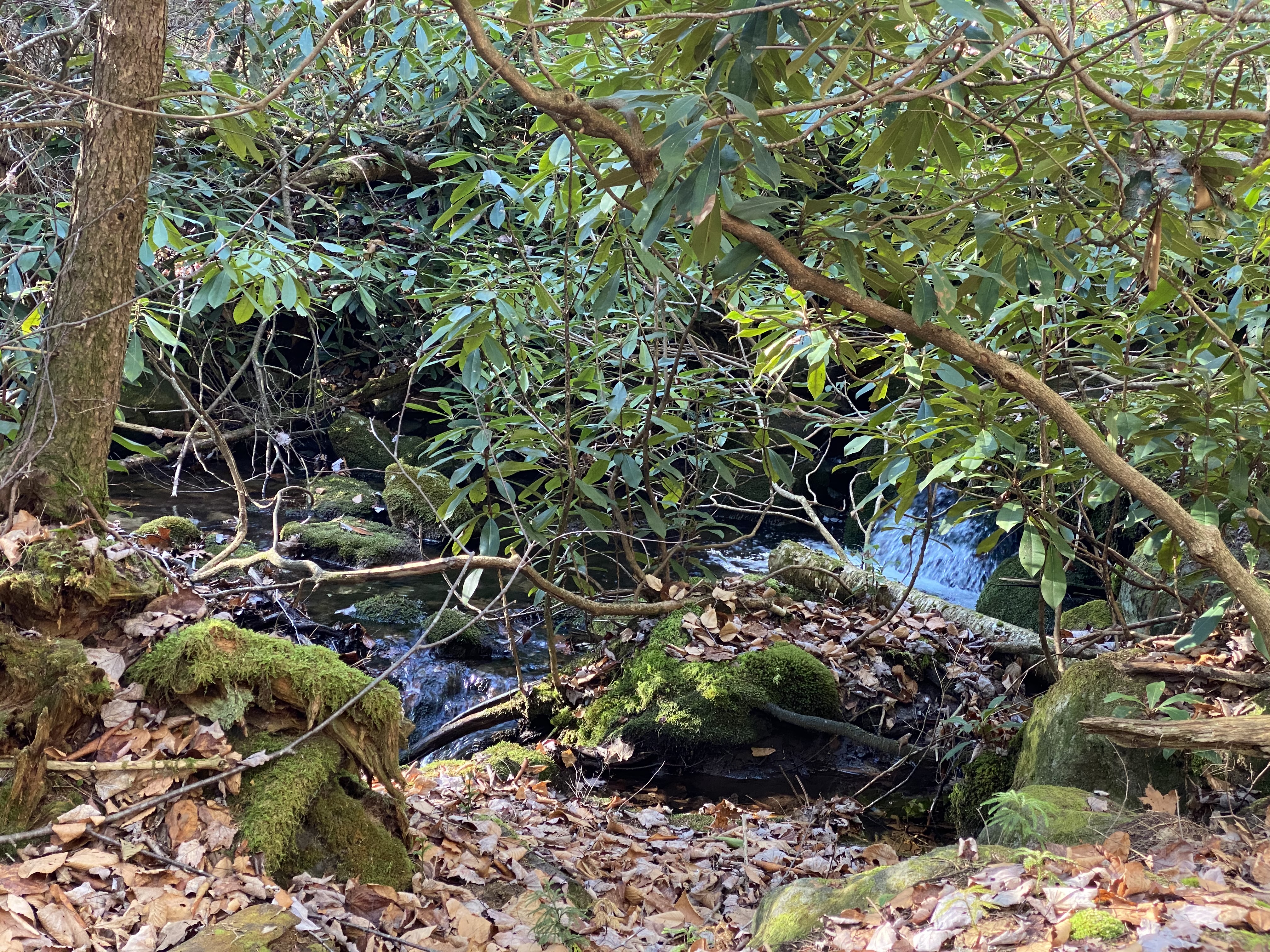 Hiking Mount Davis, Pennsylvania