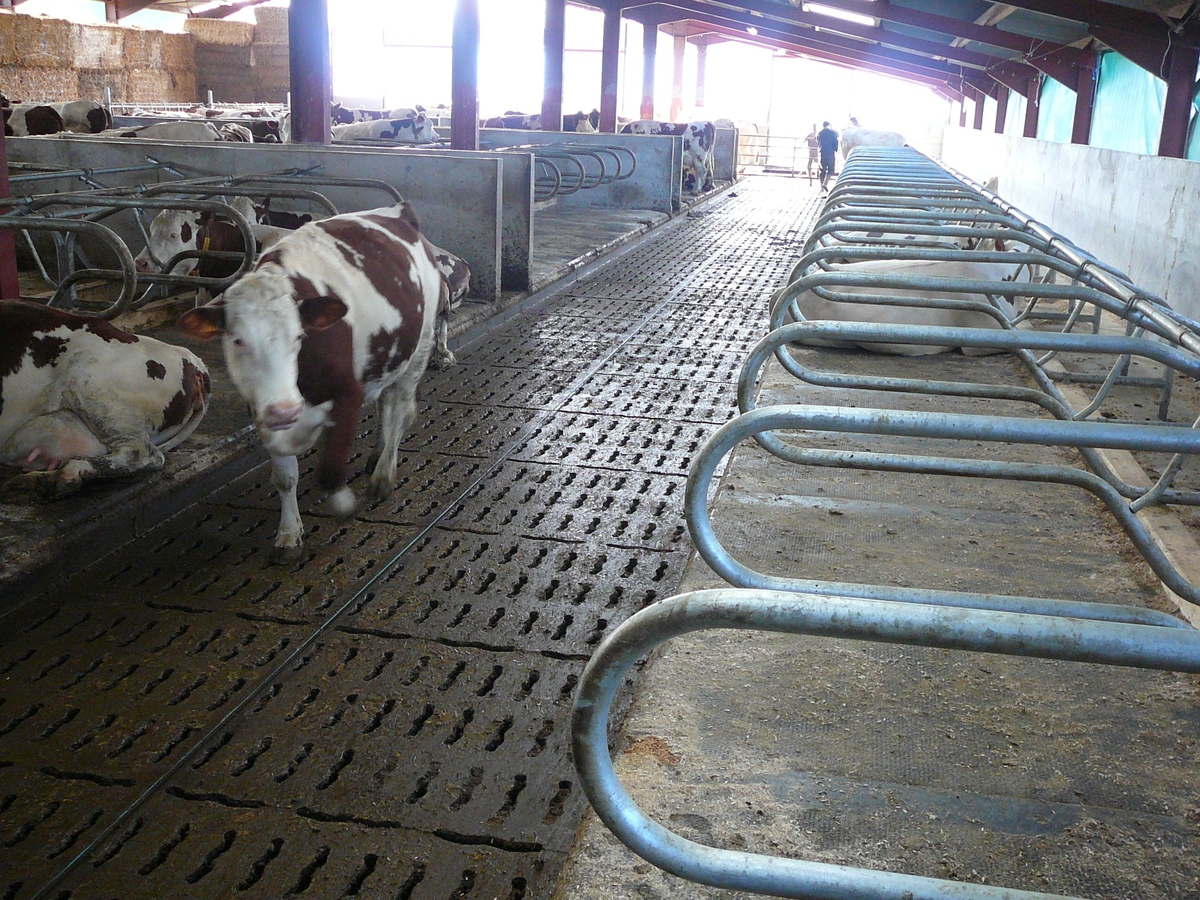 Cattle slats cow barn concrete slats concrete cattle slats