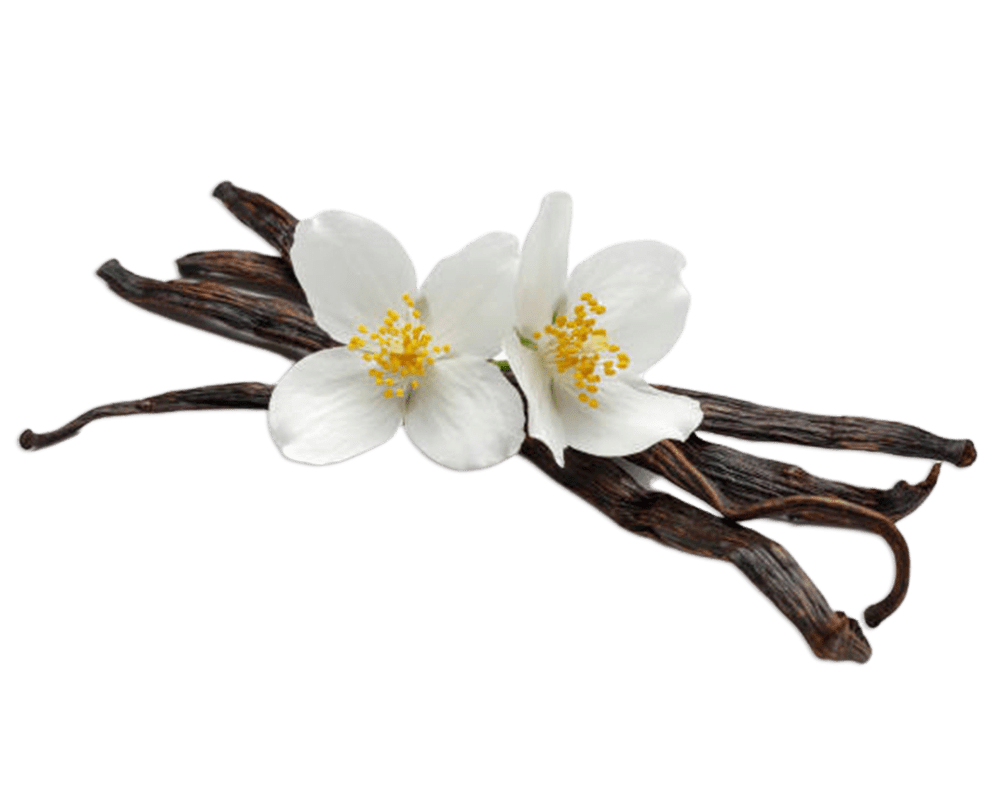 Vanilla Natural No. 1 Premium High Quality Vanilla Beans from Indonesia