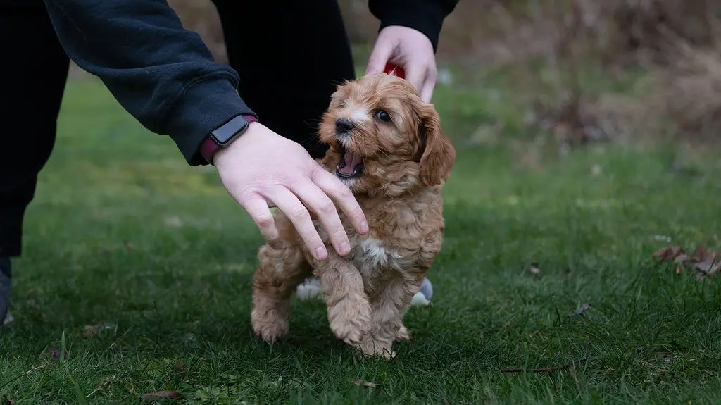 How to Stop Puppy Biting Practical Tips and Techniques Van Isle