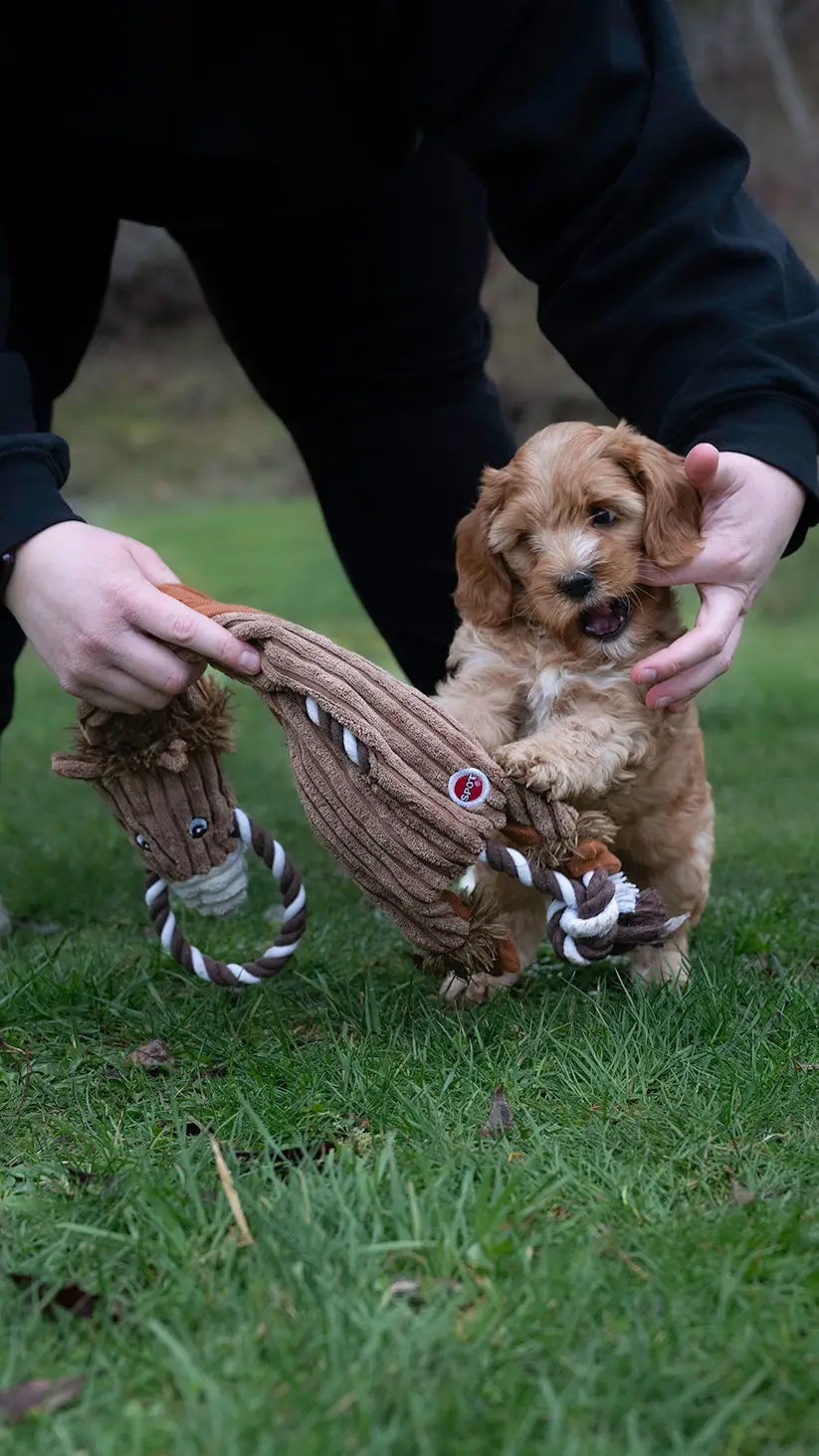 How to Stop Puppy Biting Practical Tips and Techniques Van Isle