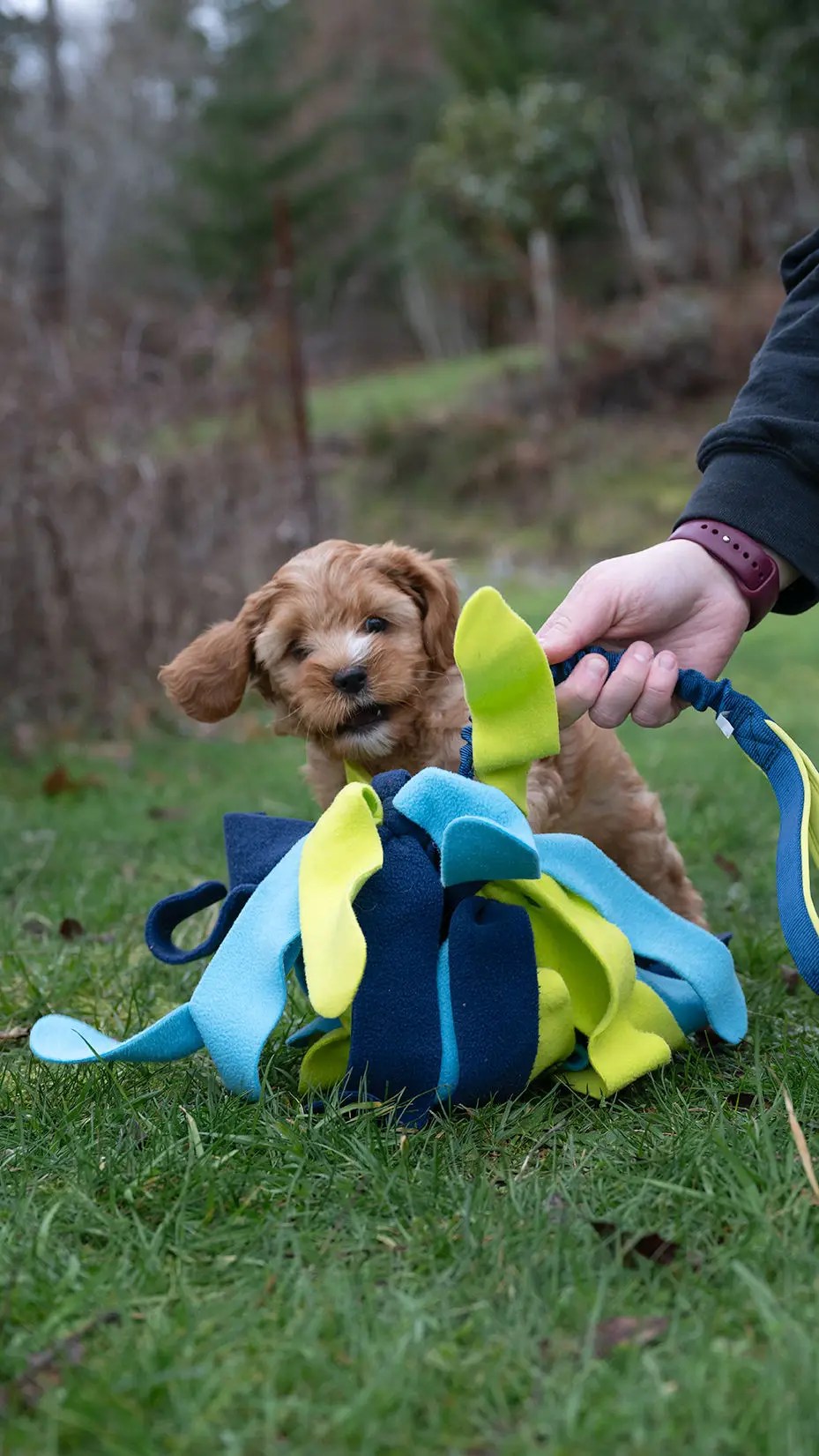 How to Stop Puppy Biting Practical Tips and Techniques Van Isle