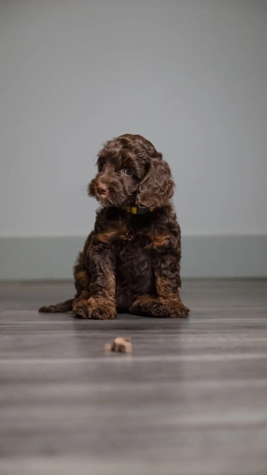 How to Stop Puppy Biting Practical Tips and Techniques Van Isle