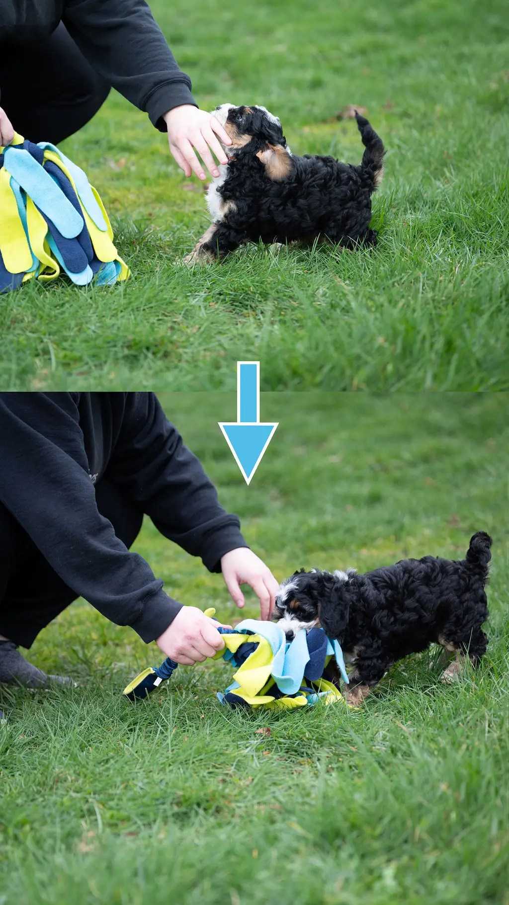 How to Stop Puppy Biting Practical Tips and Techniques Van Isle
