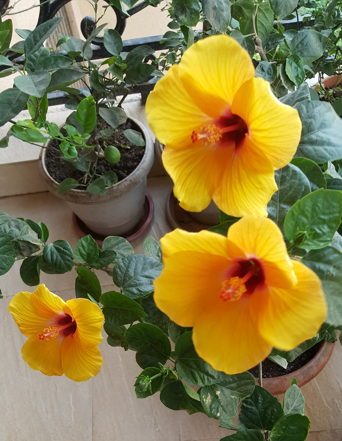 Hibiscus Plant Care Growing Hibiscus Vanita's Corner