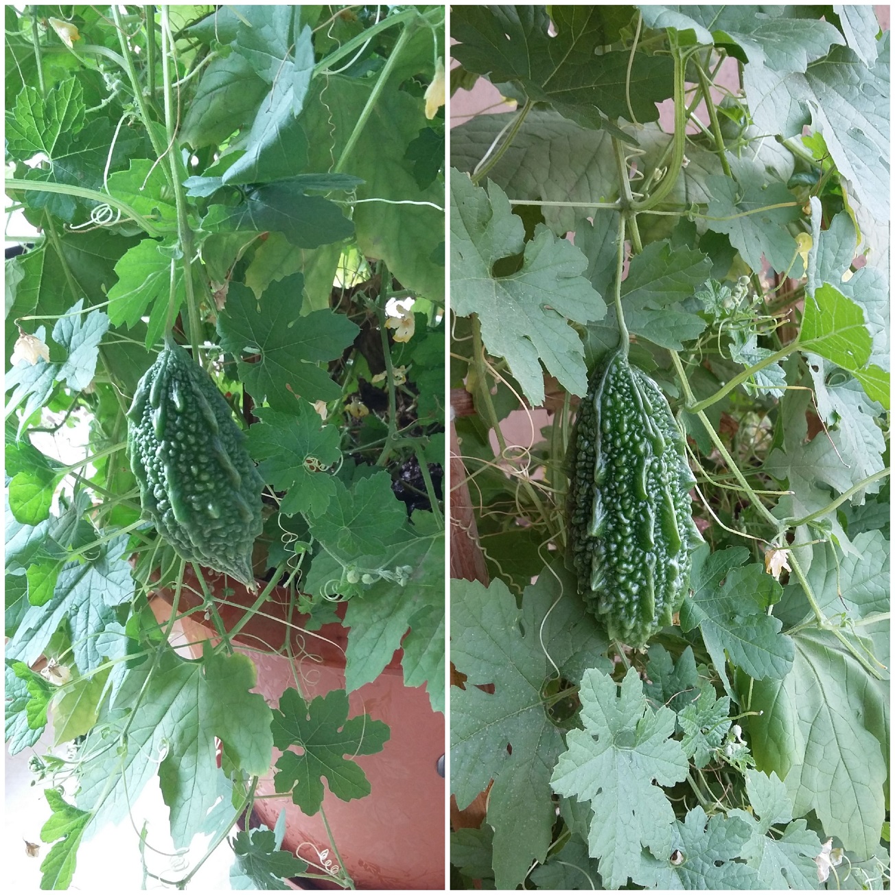 Growing bitter gourds in pots Growing karela Vanita's Corner