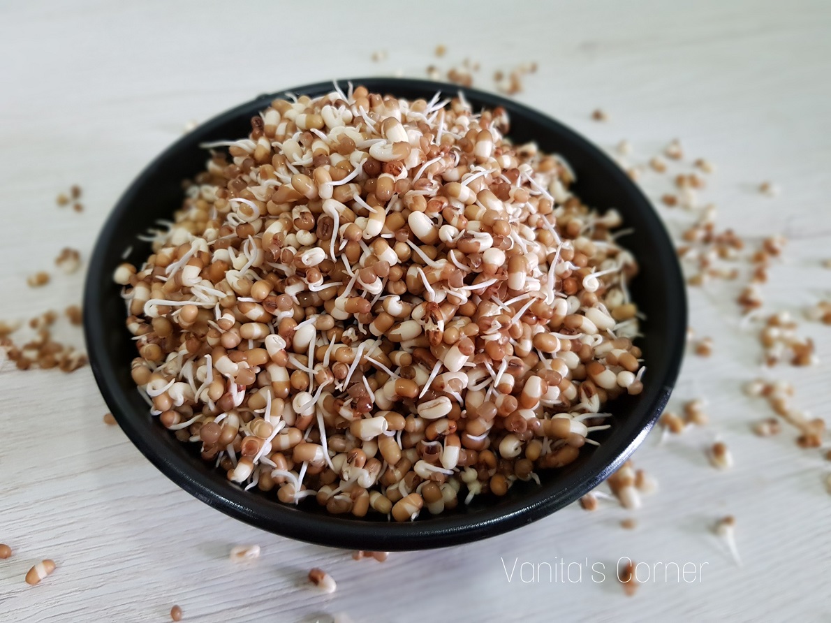 How to sprout Moth beans Sprouting of Legumes Vanita's Corner