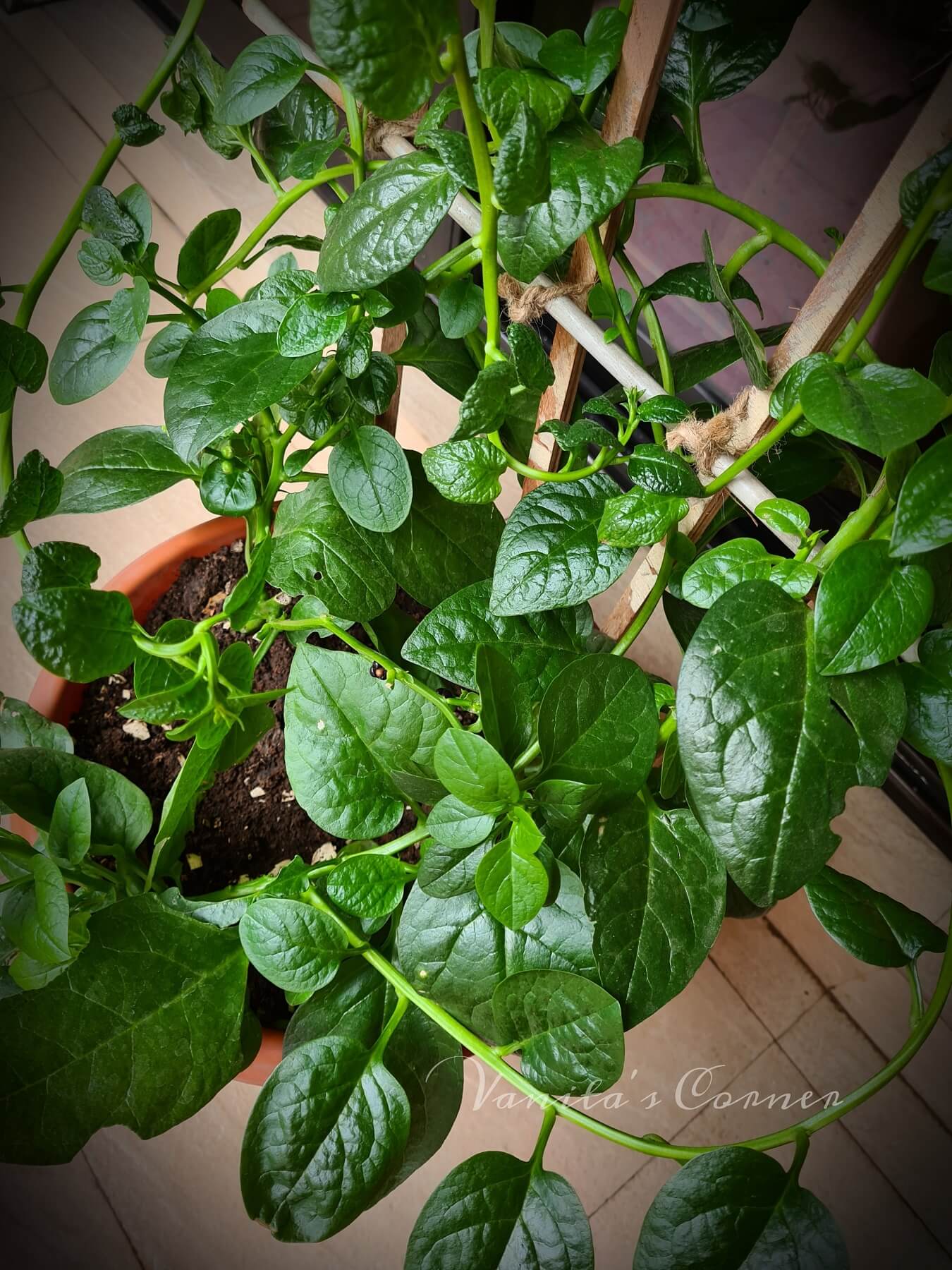 Malabar Spinach Growing Malabar spinach from stem cuttings Vanita's