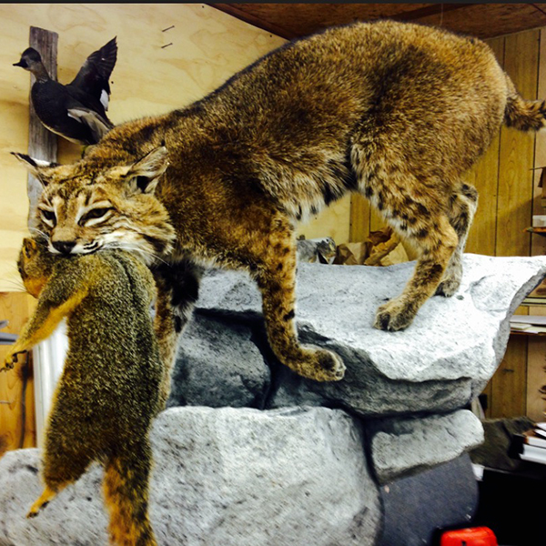 VanMar Taxidermy Studio The Best Taxidermist in Oklahoma