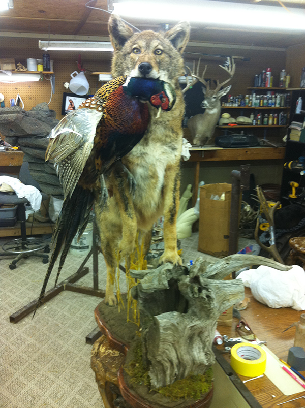 VanMar Taxidermy Studio The Best Taxidermist in Oklahoma