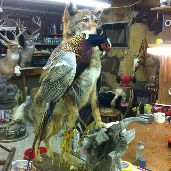 VanMar Taxidermy Studio The Best Taxidermist in Oklahoma