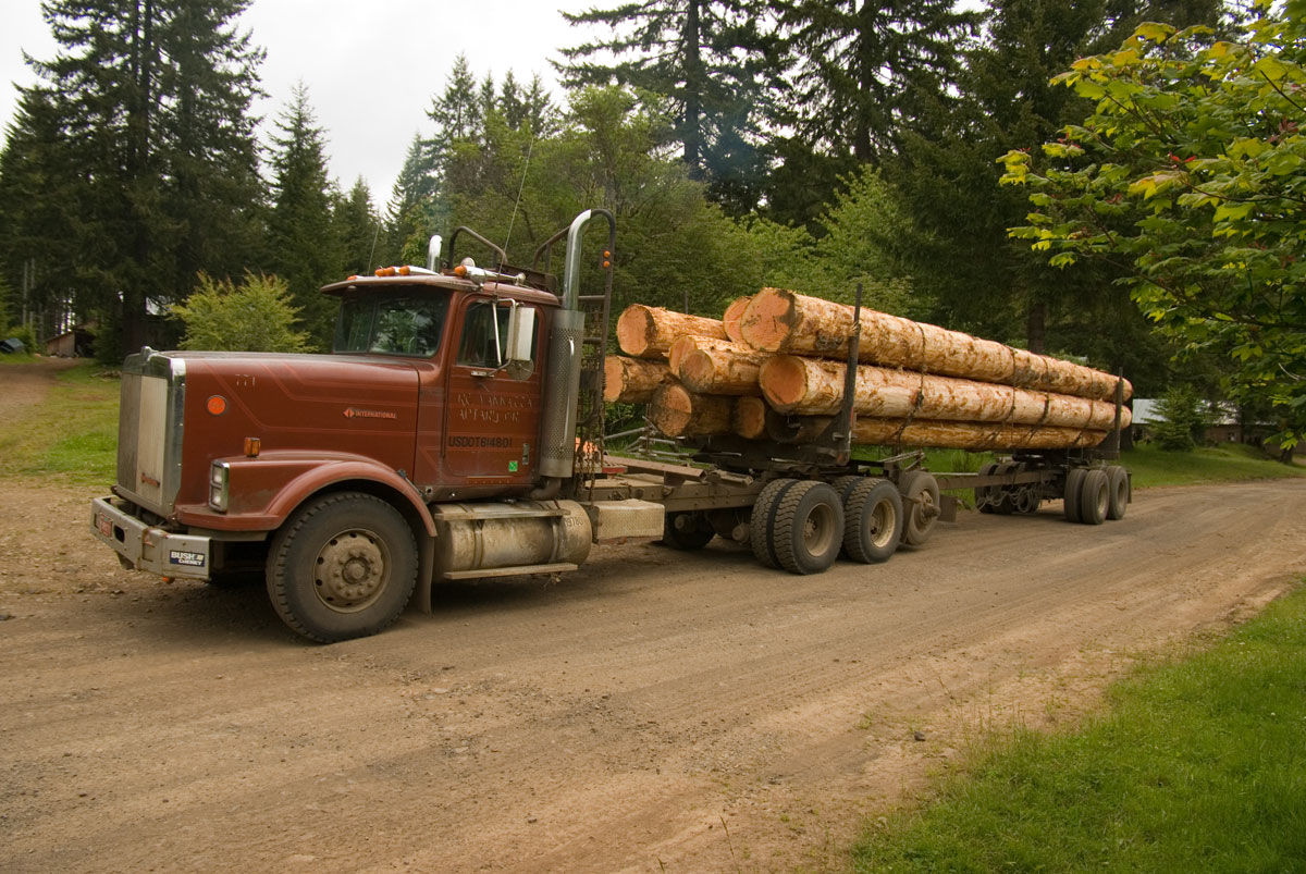 Douglas Fir Oregon Native plants