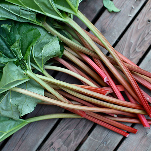 Canada Red Rhubarb Vanstone Nurseries