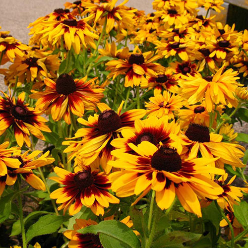 Denver Daisy BlackEyed Susan Vanstone Nurseries