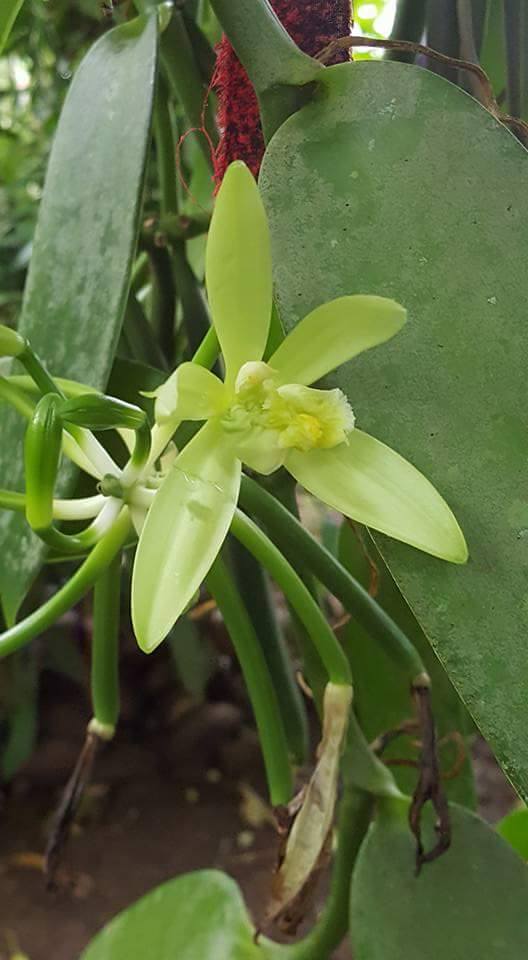 How to Pollinate a Vanilla Flower Tip of the Day vaoalavanilla