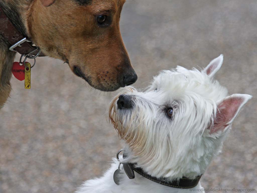 Koppla din hund för allas skull. Hundcoachen Seth Sjöblom
