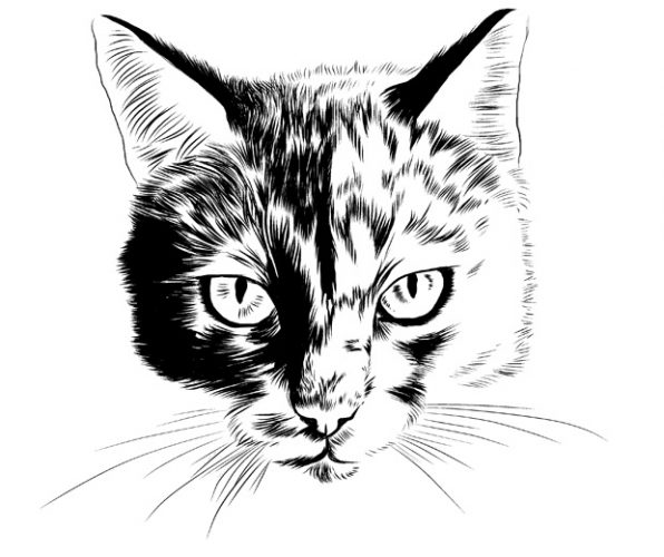 Katze variationsphase