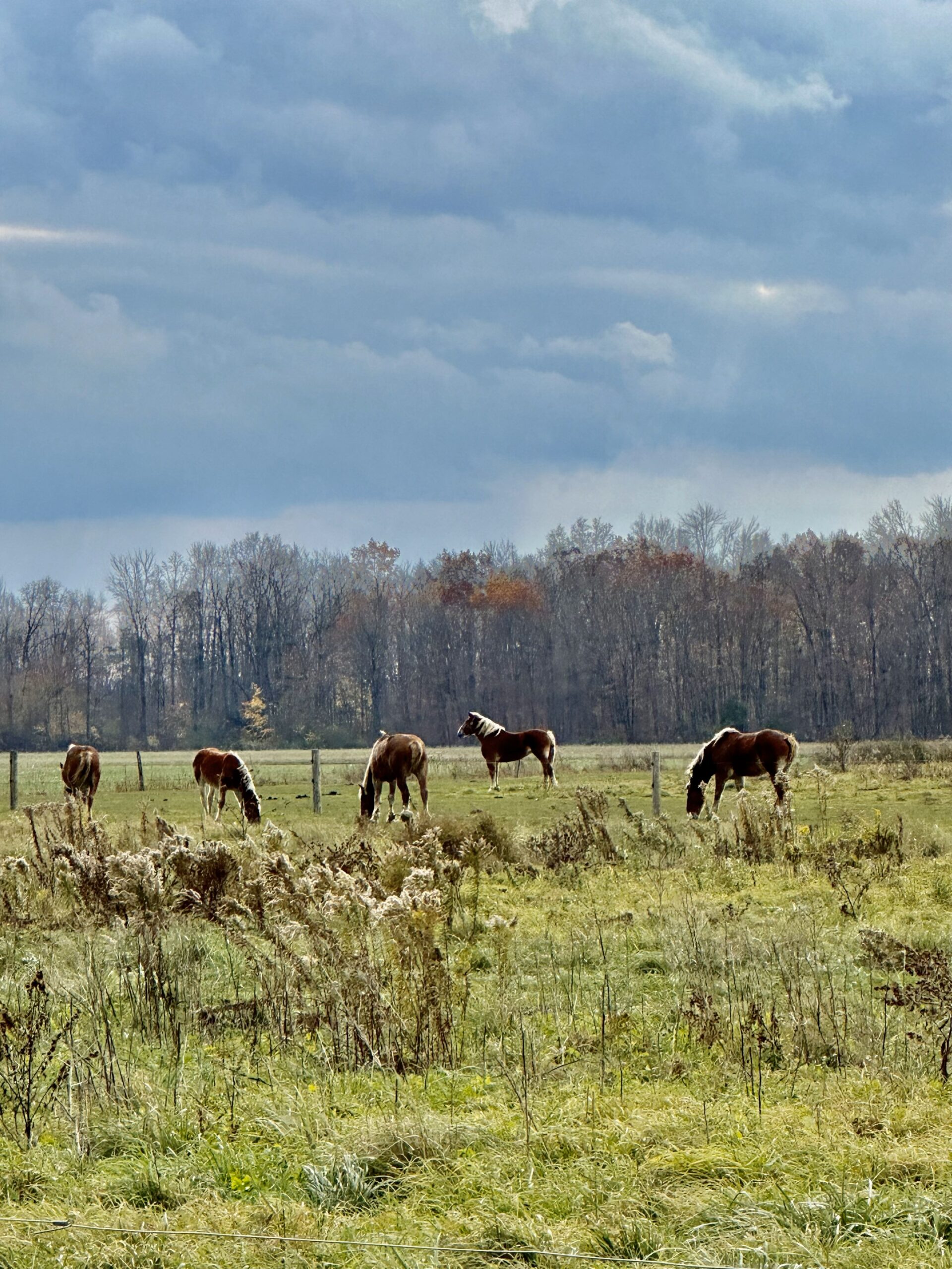 Contact Us Town of Varick
