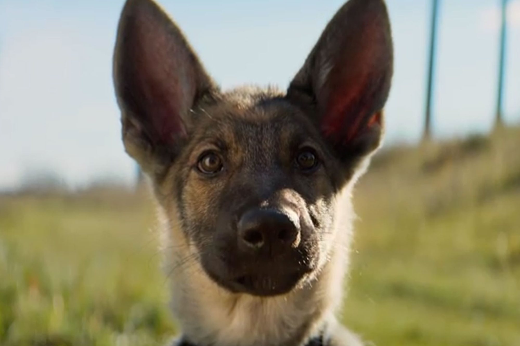 A dogs purpose box office irishhooli