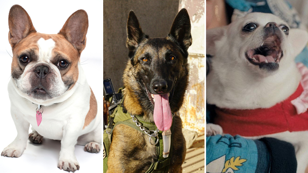 The Top Dog Actors in Film and TV Variety