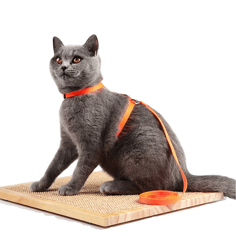 Smart Pet Products, Pet Supplies The best smart products for your pets