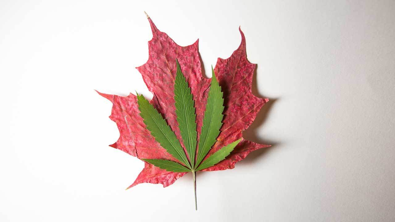 Canadian Seed Bank Review Varijuana Medical Marijuana Directory