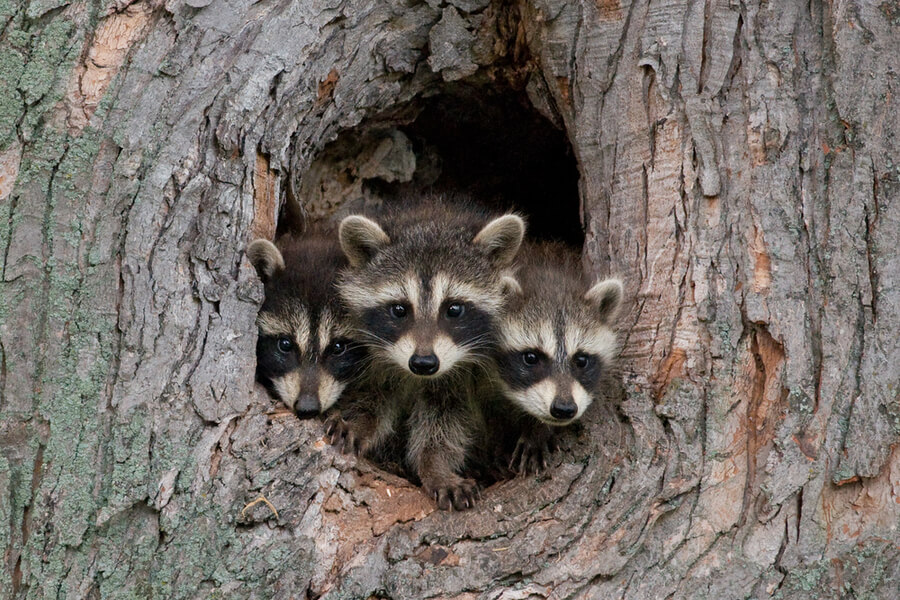 When Wild Animals are Dangerous Varment Guard Wildlife Services