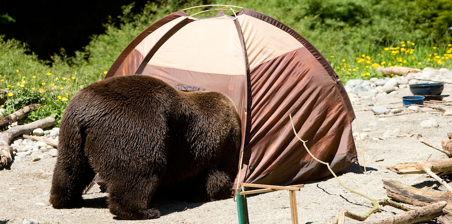 Encounter Local Wildlife While Camping Crossword LOCALSA