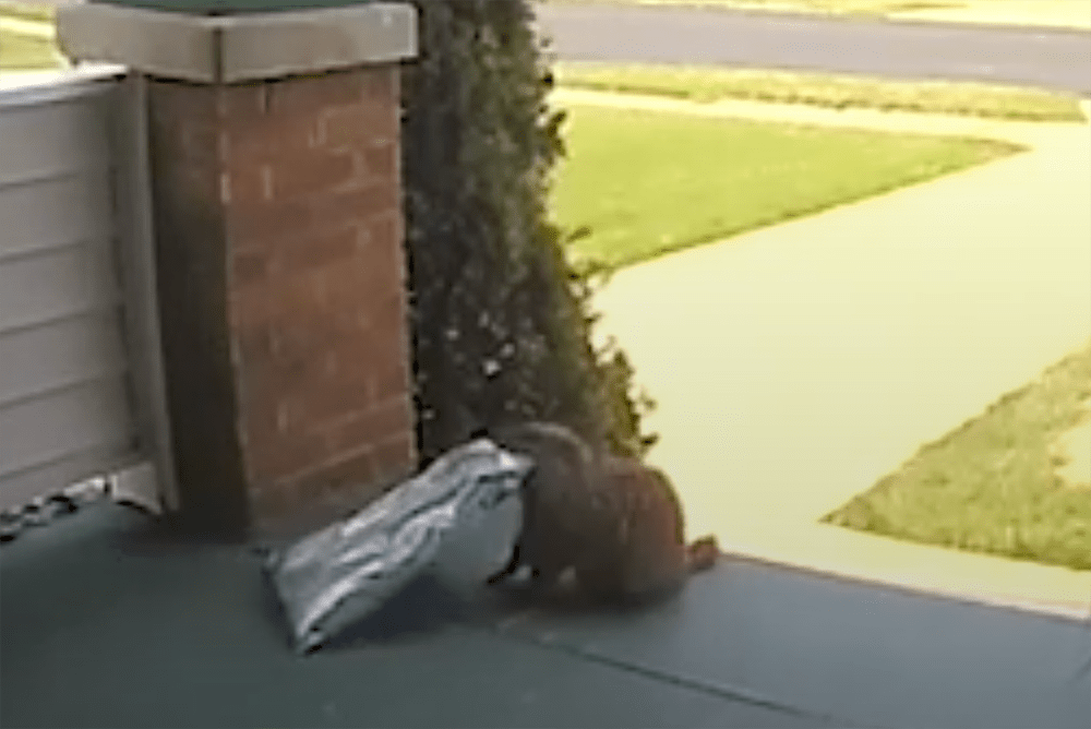 Shameless Porch Pirate Caught On Video Varment Guard Wildlife Services
