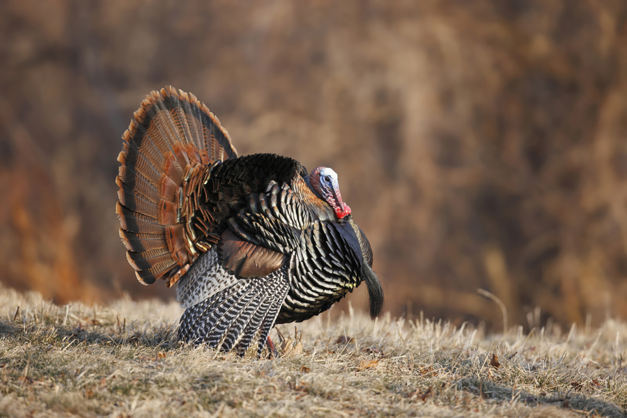 How to Deter Turkeys Varment Guard Wildlife Services