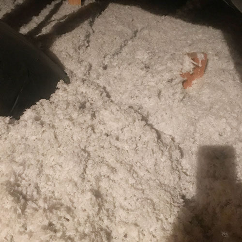 Flying Squirrels Are The Latest Epidemic In Charlotte Varmint Gone