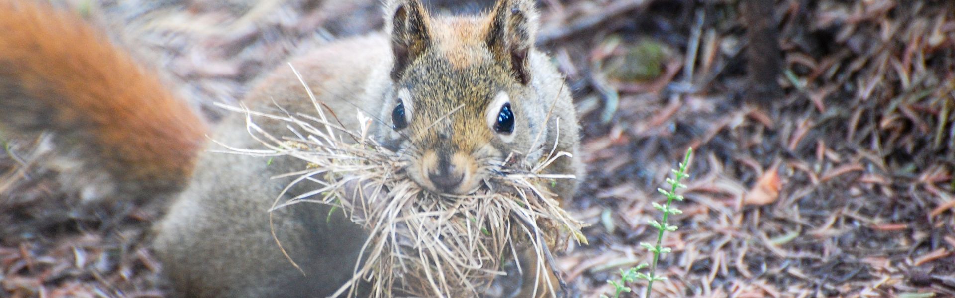 Squirrel Invasion Understanding Fall Nesting and Its Impacts on Your