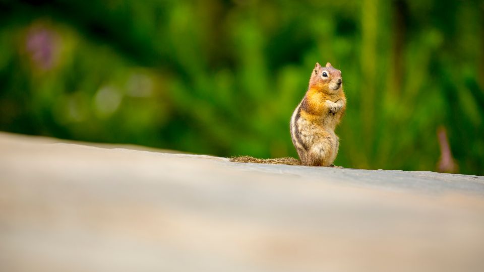 How To Identify Chipmunk Holes & Burrows Holes In Your Yard Or Garden