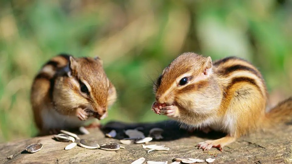 How To Get Rid Of Chipmunks The Best Traps & Baits