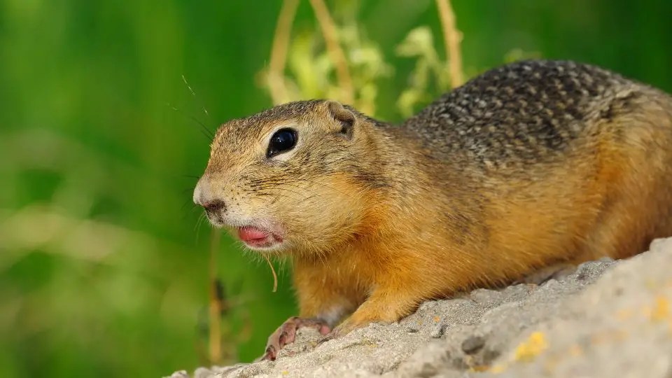 How To Get Rid Of Gophers Under The House And In Your Yard