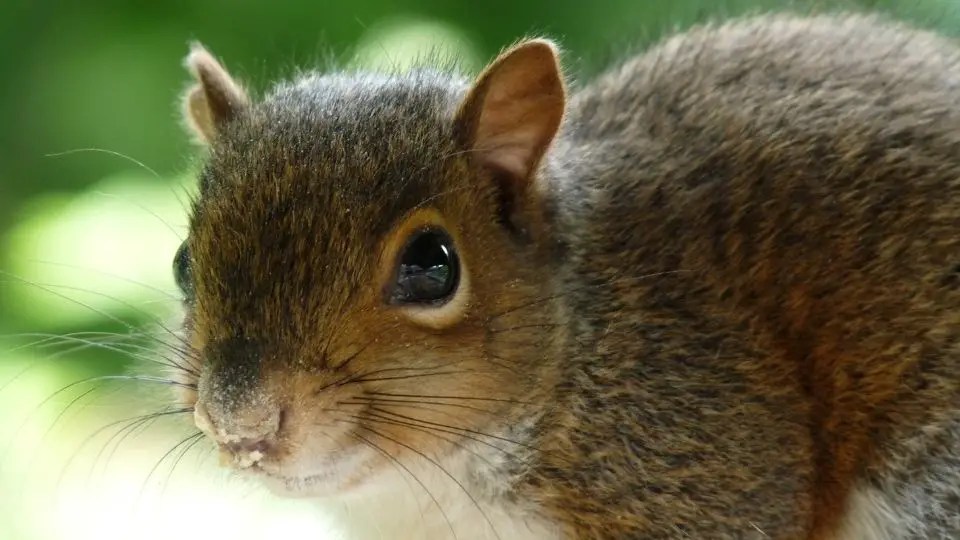 Squirrel Lifespan Explained How Long Do Squirrels Live?