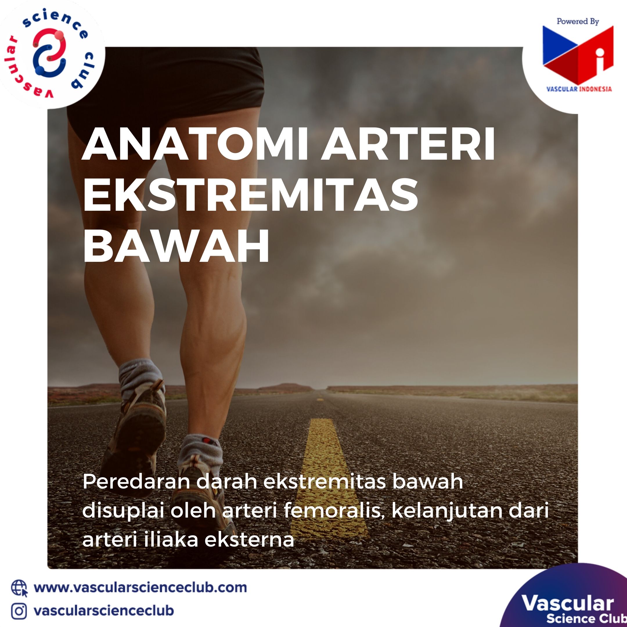Artikel - Anatomi Arteri Ekstremitas Bawah | Official Website -  vascularscienceclub.com