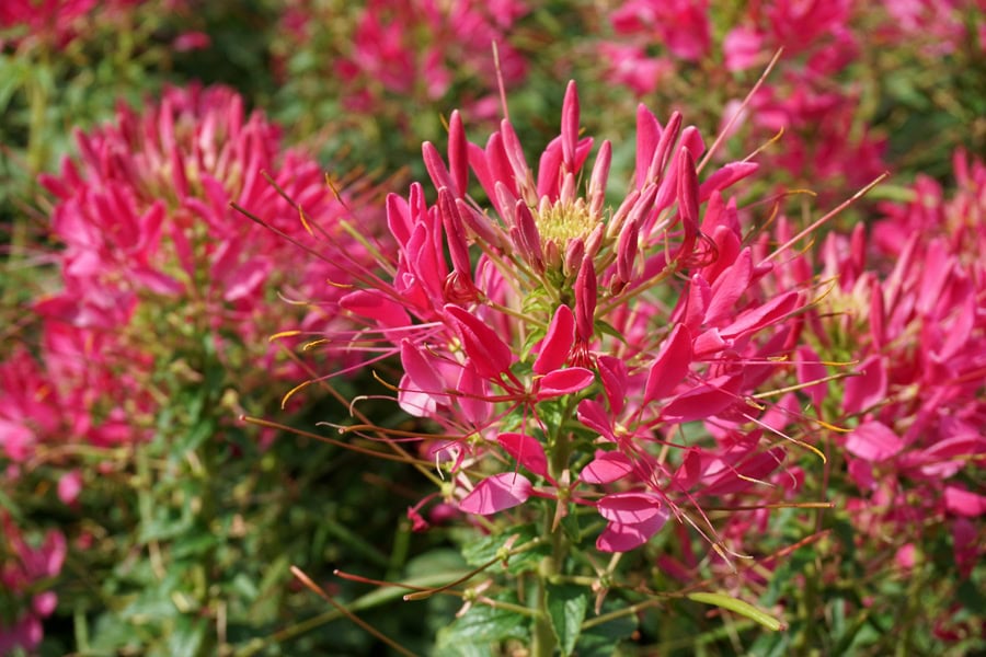 Клеома Хасслера (клеома колючая) посадка и уход от А до Я