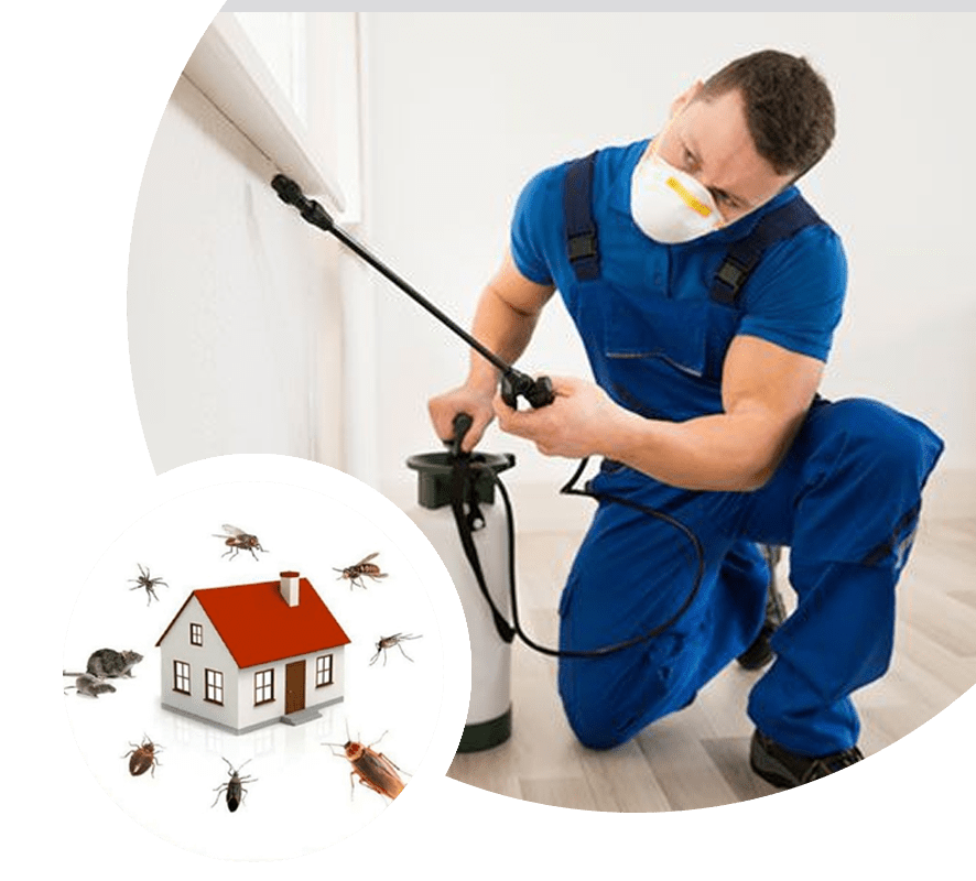 Pest Control Vashi, No 1 Pest Control In Vashi For Cockroach Pest Control
