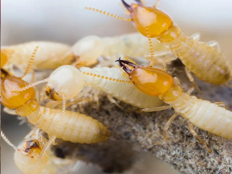 Pest Control Vashi, No 1 Pest Control In Vashi For Cockroach Pest Control